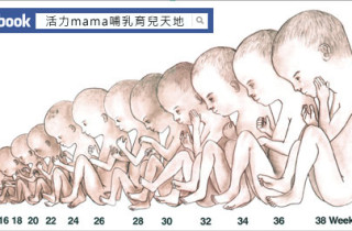 胎儿周期生长发育过程（胎儿发育图