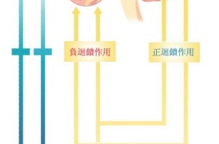 荷尔蒙补充 - 怀孕期的荷尔蒙变化 - 超级亲子网